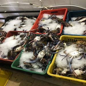  Crabe Bleu Méditerranée - poissons nous sommes à la recherche de client pour crabe bleu 
