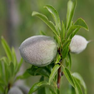  Amandes - fruits et légumes l'amande est très pointue,  de forme caractéristique. variété d'origine italienne appelée tuono. notre production est biologique.--