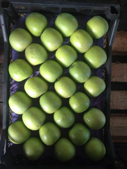  Vente Quantité Infini De Pomme Fraîche - fruits et légumes nous somme une societer import+export internaionnal, --cherche client pour acheter pomme  fra&icirc;che,  quantit&eacute; infini