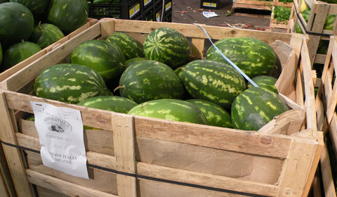  Pastèque Farraw - fruits et légumes nous cherchons des clients pour la r&eacute;colte de past&egrave;que 2014 qui sera prete &agrave; partir du 25 juin. nous offrons des vari&eacute;t&eacute;s tr&egrave;s s&eacute;lectionn&eacute;es. quantit&eacute; par vari&eacute;t&eacute;s- - crimson sweet (farao)- 190 tonnes - delta (vari&eacute;t