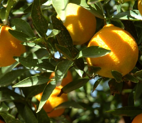  Cherchons Distributeurs Pour Notre Engrais - chimie additif engrais formulator et commerçant d'engrais liquides et solubles pour utiliser avec l'eau d'irrigation ou en pulvérisation à des feuilles.--nos produits principaux sont des formulations organiques (acides humiques,  amino acides,  extrait d'algues,  etc.),  mélanges organo-miné