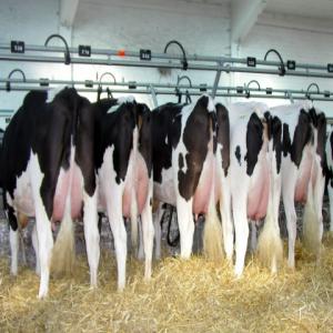  Vos Importations De Premix Et Cmv Made In Germany - aliments pour animaux nous cherchons des clients sérieux en afrique et au moyen-orient (importateur,  distributeur,  fabricants d'aliments,  agents commerciaux) notre société est basée dans la région de müsterland ouest de l'allemagne,  l'une des régions les plus importantes au monde