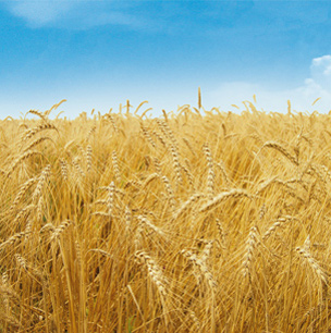  Vente De Céréales (mais; Mil; Blé; Sorgho) - céréales je suis à la recherche de client pour divers types de céréales( mais,  sorgho; blé) produits dans la localité du nord du bénin. ces produits sont bien conditionnés et à de prix abordables. vente par lot de 100 sac de 50kg ou 100kg.