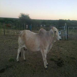  Bœufs Afrique Du Sud En Vente Des Maintenant - animaux vivants bœufs d'afrique du sud en très bonne santé et de très bonne qualité à vous de constater si intéréssé 