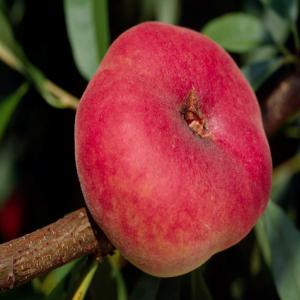  Vente Pêche - fruits et légumes --peche  bonne qualit&eacute; nous sommes une entreprise de commercialisation bas&eacute; en tunisie .sp&eacute;cialis&eacute;e et exp&eacute;riment&eacute;e nous &eacute;coulons facilement les produits agroalimentaire a notre disposition et collabore avec des importateurs. producteurs peche  , --not