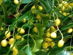  Graine De Neem - semence graine plant madame ou monsieur,  c’est avec un grand plaisir que je vous informe que nous disposons plusieurs quantités de graine de neem à un prix très compétitif. n’hésitez pas à nous propose vous conditions par e-mail ou par téléphone.