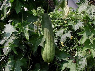  Loofah - bois charbon fibre madame ou monsieur,  c’est avec un grand plaisir que je vous informe que nous disposons plusieurs quantités de loofah à un prix très compétitif. n’hésitez pas à nous propose vous conditions par e-mail ou par téléphone.