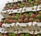  Mangue Kent Senegal Au Meilleur Prix 807euro/t - fruits et légumes   manque de tres bonne qualité du sénégal bons prix  --  nous vendons des mangues de très bonne qualité à partir du sénégal, à des prix intéréssants, pour des commandes de moins de 40 tonnes par semaine le prix est 525 000 fc