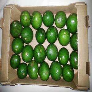 Vente Delicieux Avocats (origine Togo) - fruits et légumes vente de ------ avocat--- lime verte (citron vert)--- gombos --- piment frais vegetarien--- piment frais antillais--- aubergine--- gingembre--- banane plantain --- igname --- manioc frais --- patate douce blanche--- attieke frais--- attieke sous vide--- attieke surgele--- tchikouangue frais--- tchik