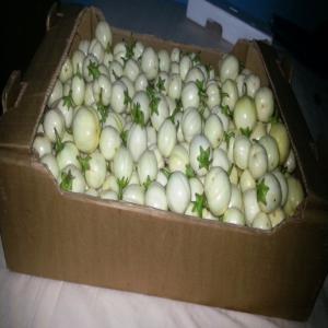  Vente Aubergine (origine Togo) - fruits et légumes vente - aubergine (origine togo)  ---- ----- approvisionnement de boutiques alimentaires exotiques,  gestion,  financement. 