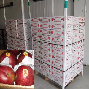  Mangue Kent Avion - fruits et légumes offre mangue kent du senegal colis 6 kgs,  expedition palette avion. livraison rapide coût cfr,  mangue de qualite certifiee global gap,  coloree,  sans piqûre,  parfait conditionnement.