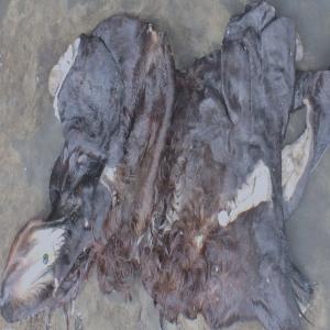  Peaux De Tete De Vache Salees - Industrie exploitation hi--i'm very interested in salted cow hide, --but i'm looking for dry skin,  given the conservation and transport time by the sea--i can take up to 70 containers per year,  but the urgency i want  5.--i would like to know your price cif port of cotonou and the collection time for a container.-- --*****