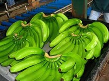  Cavendish Banane Verte - fruits et légumes nous somme une societ&eacute; tunisienne cherche des fournisseurs de cavendish banane verte.., merci de nous donn&eacute; les prix en cif vers port sousse-tunisie...; avec contract de long terme..--merci de nous contact&eacute;