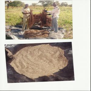  Champs De Sésame - Investissement capitaux nous recherchons des partenaires qui vont investir dans la culture du s&eacute;same au togo pour 300 hectares soit 30 cultivateurs.--les partenaires vont s'occuper de toutes les charges li&eacute;es &agrave; la cultures du s&eacute;same. les r&eacute;coltes leur seront vendues uniquement.