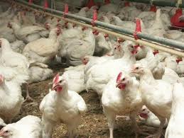  Poulets Vendre - viandes et oeufs nous sommes fournisseur des pattes de poulet et autres parties de poulet. notre capacit&eacute; d'approvisonnement tres vari&eacute; en fonction de la demande.--nos pattes de poulet sont trait&eacute;s et ont des specialit&eacute;s suivantes---*poids moyens 35 grammes et plus--*aucune plume--*aucune