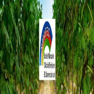  Paulownia Hybride Elongata Fortunei) - horticulture plante biocarburant société marocaine d'activités forestières pour  la commercialisation  et la plantation du paulownia hybride ( élongation x fortunei)  garantie ,  breveté et autorisé par instituts marocains  . pour les producteurs du bois ,  biomasse ,   les socié