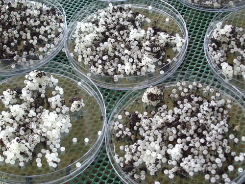  Des Escargots Biologiques Du Maroc - animaux vivants escargots biologiques --bonjour ,  nous sommes une future pme implantée au maroc au nom de sarl escarbio du maroc , nous sommes les premiers à investir dans la recherche et développement liés à l'elevage des escragots bio , nous cherchons des clients eventuellement de