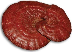  Stock De Champignon Ganoderma Lucidum - champignon levure nous disposons d'un stock de champiignon médécinal ganoderma.--nous recherchons des clients pour la distribution.