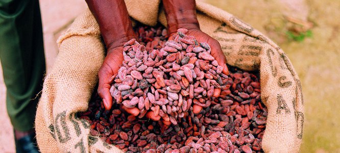  Vend Feves De Cacao (saison 2014) - café cacao thé operateur économique indépendant enregistré et basé au togo,  spécialisé dans l'export de cacao,  offre commerciale pour la campagne 2014-2015. [début grande campagne octobre 2014]----- qualité- fèves cacao togo (hybrid grade 1)--- quantit