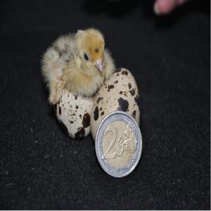  Oeufs De Caille Souche Lourde - viandes et oeufs oeufs de caille du japon souche  lourde - reproducteurs femelles poids de 400 à 500 grammes--elevage exempt de salmonelle. contrôle effectué par laboratoire départemental du conseil général--oeufs cailles pour couver ou pour consommation. boite de 18 œu