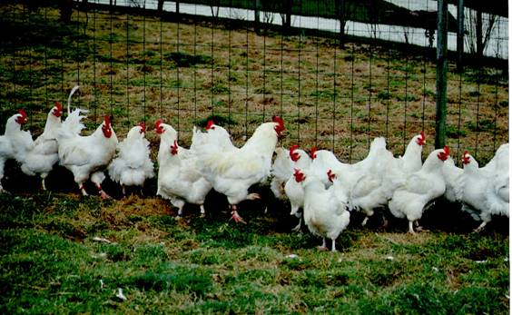  Oeufs, Poussins, Poule Marans Blanche - animaux vivants la marans blanche est celle qui convient le mieux pour faire une poularde de qualité ''haut de gamme'' à l'âge de 5 mois. une viande savoureuse,  une excellente qualité de viande--la marans blanche se distingue par la qualité festive de sa viande qui se déclin