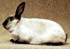  Lapin - animaux vivants lapin de pure race - sabl&eacute; des vosges--cuisine   un go&ucirc;t savoureux et unique - elev&eacute; de fa&ccedil;on traditionnelle sur paille,  avec une alimentation &agrave; base de luzerne,  betterave,  maïs,  orge et foin,  il peut atteindre les 3 kg en 3 ou 4 mois,  ce qui en fait un excellent la