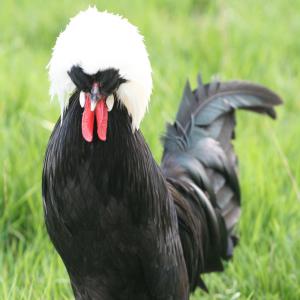  Poules Ornements - animaux vivants volailles d'ornements,  plus de 20 races disponibles,  diff&eacute;rentes tailles,  diff&eacute;rentes couleurs - poules soies (14 couleurs),  bantam p&eacute;kin (12 couleurs),  hollandaise hupp&eacute;e (7 couleurs),  padoue (3 couleurs),  sebright,  serama soyeuse,  serama lisse,  araucana,  sabelpoot,  holl