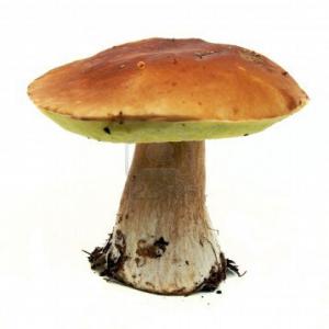  Cep De Bordeaux Produits Por Champignon - champignon levure nous avons &agrave; la vente plusieurs esp&egrave;ces de champignons tels que pleurotus,  shiitake produites dans les troncs,  ganodema luciduicum,  grifola frondosa,  agaricus blazei et meme des esp&egrave;ces sauvages c&egrave;pes de bordeaux,  girolles cibarius,  cornicopioides,  amanita caesarea et aut