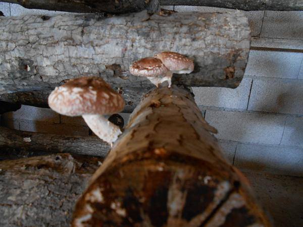  Produits Pour La Production De Champignon - champignon levure entreprise oeuvrant dans le domaine de la mycologie et la durabilité environnementale. développe des produits à base de champignons,  en explorant ses vertus culinaires et médicinales profiter de ce que la nature nous offre de manière durable,  sans oublier les pr&ea