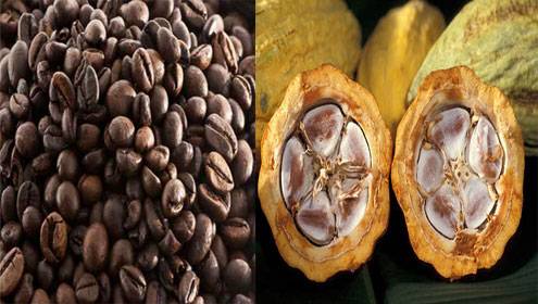  Campagne Cacao Cafe 2014 - café cacao thé acheteur de produits exp&eacute;riment&eacute; bas&eacute; en c&ocirc;te d ivoire recherche collaboration avec multinationales ou autres clients pour livraison de cacao et caf&eacute; lors de la campagne. 