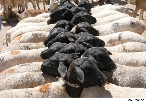  Aniaux Vivant - animaux vivants nous pouvons vous fournirs de 5000 a 15000 tete d'aniaux tete noir vivant origine ethiopie tous port de maghreb et moyen orient