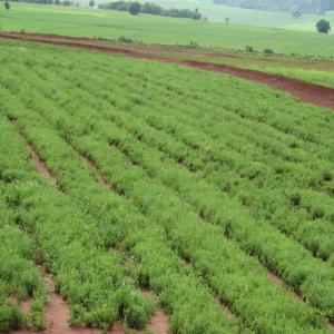  Partenariat Investissement Production Stevia - Investissement capitaux recherchons partenaires financiers et techniques pour joint-venture et investissement (sans restriction de provenance et de statut) dans culture et transformation de stevia au burkina faso,  inscrite dans le cadre de développement de pole de croissance soutenu par l'etat avec mesures fiscales 
