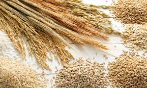  Classe 'a' Cereales - céréales classe « a » cereales pour vente et nous vous invitons a comprendre que notre societe est un fabricant direct,  et nous sommes en mesure de la fourniture et la livraison vous toute somme ou la quantite des marchandises requises par votre entreprise donc nous promesse vous une relation d'affaires a tr