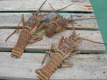  Langouste Panulirus Argus - coquillage crustacé vend langoustes et queues de langoustes congelées certifié eu----queue de langouste ----- -   petite - 110g – 141g – 170g - 28.50€/kg-----   moyenne - 198g – 226g – 255g – 290g – 340g - 31.50€/kg-----   grosse - 31.50€kg----code       taille----1       350/400g----2       400/450g----3