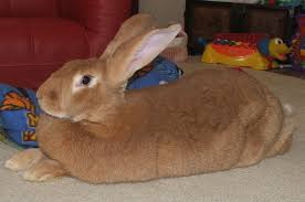  Avis D'achat - animaux vivants salut moi c'est laurent je vient de commencer mon élevage de lapins et  je cherche un vendeur qui pourra me vendre 3 lapins géant des flambes dont 2 femelles et 1 mal.contacté moi si vous en avez on en disputera du prix.