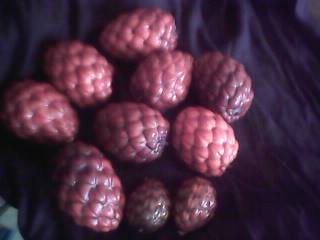  Graines De Raphia - semence graine plant cherche acheteurs graines de raphia, bien s&eacute;ch&eacute;es, de diff&eacute;rentes tailles et de bonnes qualit&eacute;s.--nous sommes ouverts &agrave; toutes propositions.