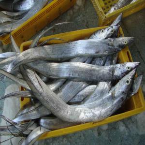  Ribbon Fish From Mauritania - fish we are a fish treatment and freezing factory based in nouakchott (mauritania),  the season of ribbon fish will start in october and we are looking for a buyer who is interested in several 40  containers.