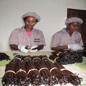  Vanille Bourbon De Madagascar - épices aromates votre fournisseur de vanille en gousse de madagascar. en tant que vrai partenaire  bas&eacute; &agrave; sambava,  nous vous fournissons en toutes qualit&eacute;s et quantit&eacute;s,  et travaillons en toute transparence afin de mieux vous guider dans votre strat&eacute;gie d achat saison apr&egrave;s