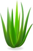  Cosmétique Naturelle Base Aloe Vera Bio - hygiene entretien laboratoire europ&eacute;en propose divers produits cosm&eacute;tiques,  savons naturels et parapharmacie &agrave; base aloe vera bio naturel et huiles essentielles bio- cosm&eacute;tiques,  savons dermatologiques,  parapharmacie,  apaisant coups de soleil et br&ucirc;lures,  gel apaisant et r&eacute;pul