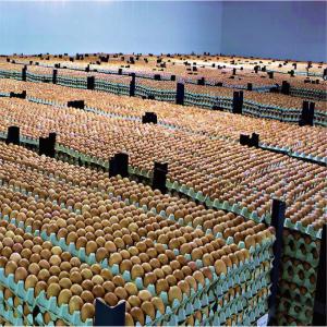  Vente Oeufs Origine France - viandes et oeufs vente oeufs blanc/brun frais de consommation origine france,  en colis de 360. exw,  fob ou cfr toute destination-afrique,  europe,  asie,  middle east par container r&eacute;frig&eacute;r&eacute; 40 . merci de nous contacter pour obtenir plus et offre de prix----we sell fresh table eggs brown /white ori