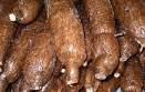  Vends Manioc - fruits et légumes manioc en quantité,  disponible depuis les min de france (dont rungis) ou depuis ports d'afrique (togo principalement). prix compétitif.--vente aussi ---- avocat--- lime verte (citron vert)--- gombos --- piment frais vegetarien--- piment frais antillais--- aubergine--- gingembre--- bana