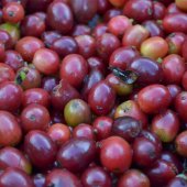  Cafe Colombien Arabica - café cacao thé cafe colombien arabica de premiere qualite directement de nos plantation en colombie sans intermediere avec certification,  offrez a vos client se qui se distingue le mieux avec un cafe d exeellente qualiter. 