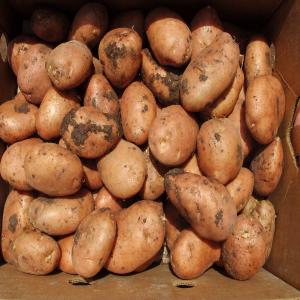  150 Tonne Pomme De Terre Diseree - fruits et légumes recole de 05/2014 150 tonne de pdt diversite  diseree  grand calibre tres bonne pour frite ou chip. de la region de oulad ziane.