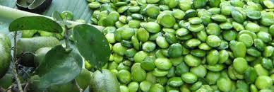  Griffonia - fruits et légumes notre mission est de fournies divers produits alimentaire,  notre exp&eacute;rience et la qualit&eacute; de notre service doivent se combiner pour que ces produits soient reconnu comme moyen de facilitation dans le domaine de la n&eacute;gociation.