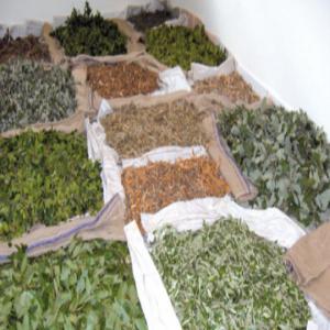  Vente D’aromates - épices aromates vente d’épices aromates - persil,  la menthe ,  la coriandre absinthe, céleri, péppermint,  laurier et autres épices seches