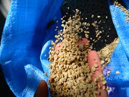  Tonnes Des Pépins De Figue De Barbarie - matiere vegetale bonjour,  ----je suis un grossiste je mets en vente 3 tonnes des grains de figue de barbarie tr&egrave;s demand&eacute;s chez les fabricants de l'huile des grains de figue de barbarie. veuillez me contactez. 