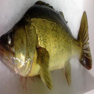  Recherche Clients Sandre D'élevages. - poissons je suis à la recherche de clients pour mes poissons,  sandres (sander lucioperca),  frais. production 100 % française.--nés et élevés sur le site de saint-morel--poids moyen 800 à 1200 grs pour les sandres.--tarif à définir en fonction du calibre