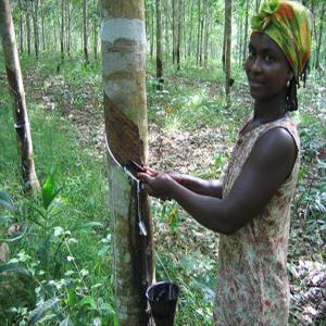  Recherche De Financement - matiere vegetale bonjour.--nous sommes une entreprise qui envisage commercialiser du caoutchouc naturel à l'échelle internationale.--pour cela nous recherchons de la part des entreprises ou personnes physiques intéressées par le projet, des financements afin de pouvoir bien mener et convai