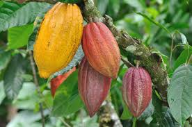  High Grade Dried Raw Cocoa Beans For Sales - coffee cocoa tea 2014-2015 crop of cocoa beans supply from togo region to europe,  asia,  america. [2014/15 kickoff campaign starting next october].----- product & quality- cocoa beans (hybrid grade 1) - togo. --- fca/fob or cif contracts. --- final price,  quantity,  freight are provided after receiving loi. --- we are
