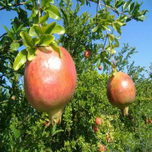  Grenade De Qualité - fruits et légumes ferme de grenades à la recherche de clients sérieux pour la récolte de cette année et pourquoi pas une partenariat durable--emballage en carton ou selon souhait client 